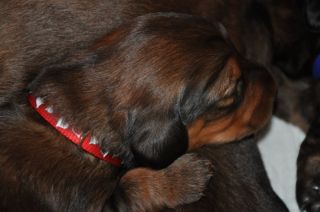 Jamniki d�ugow�ose